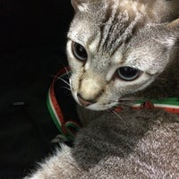 2/13/2018에 Pri님이 CAT para Gatos에서 찍은 사진