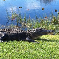 uber everglades safari park uber everglades safari park