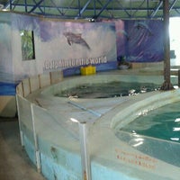 Photo taken at Dolphin show,Gelanggang Samudera Taman Impian Jaya Ancol by Tia E. on 5/26/2012