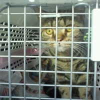 Dbkl Spca Klinik Kembiri Jalan Air Jerneh
