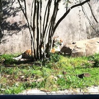 Photo taken at Malayan Tiger Habitat by Kurt P. on 3/5/2011