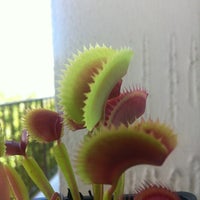 Photo taken at Venus Fly Trap by Mariano G. on 2/16/2012