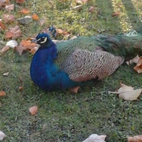 Foto diambil di Jardins do Palácio de Cristal oleh Lurdes pada 11/27/2011