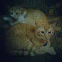 Das Foto wurde bei Stray Cat Hostel von Yakup Y. am 4/12/2012 aufgenommen