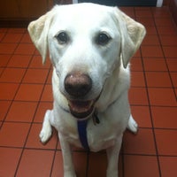 vca madera pet hospital