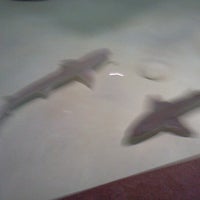Photo taken at Shark  Exhibit by Sonja H. on 7/19/2012