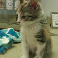 the cat doctor and friends