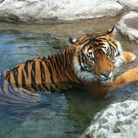 Foto scattata a Auckland Zoo da Simone R. il 2/20/2012