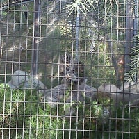 Photo taken at Snow Leopards by Crystal S. on 11/19/2011