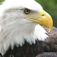 9/7/2011에 Audubon Florida님이 Audubon Center for Birds of Prey에서 찍은 사진