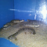 fish and pets unlimited