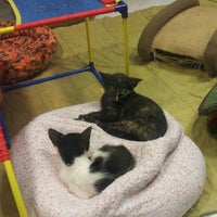 lucky paws coronado center