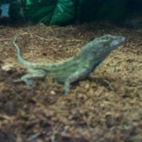 petco near kings plaza