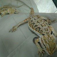 Photo taken at Petland Ft. Myers by Cheynne H. on 1/31/2012