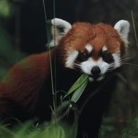 Photo taken at Red Panda by Da Mayor on 4/8/2012