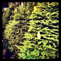 Photo taken at Delancey Christmas Trees by Omar J. on 12/4/2011