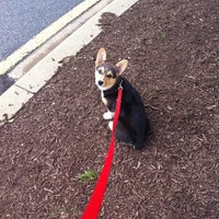 petsmart concord pike