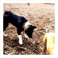 Photo taken at Bijou Dog Park by Carey T. on 3/25/2012