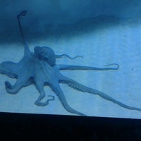 Снимок сделан в Antalya Aquarium пользователем Esin K. 8/25/2012