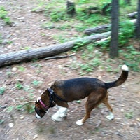 Pitner Road Dog Park Dog Run