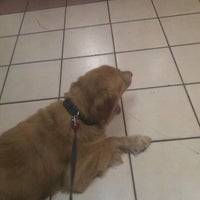 mueller's animal hospital