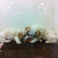 the pet center lower hutt