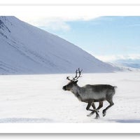 Снимок сделан в Lapland Safaris пользователем Tarja M. 7/28/2012