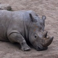 Photo taken at White Rhino Exhibit by Ben N. on 4/22/2012
