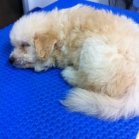 angeles pet care center