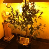 Photo taken at Cannabis College by Berke on 8/23/2012