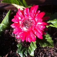 Photo taken at Culver City Community Garden by that girl on 7/4/2011