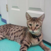 Photo taken at California Cat Center by BloodLust Bella on 8/16/2011