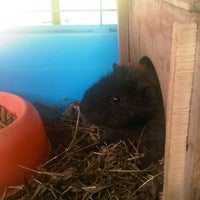 Photo taken at GuineaPigMall by Guinea Pig M. on 8/22/2012