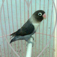 Photo taken at Red Castle (Zacky&amp;#39;s Love bird) 1st floor by Fauzie O. on 7/3/2012
