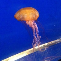 7/31/2011にMike P.がTexas State Aquariumで撮った写真