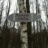 Алешкинский лес лыжная трасса