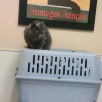 vca foothill veterinary hospital