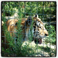 Exotic Feline Rescue Center Center Point In