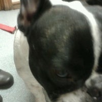 All Creatures Care Cottage Veterinary Hospital Pet Service