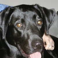 fairleigh animal hospital bardstown road