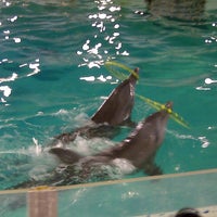 Photo taken at Dolphin show,Gelanggang Samudera Taman Impian Jaya Ancol by Lazarus C. on 8/11/2012