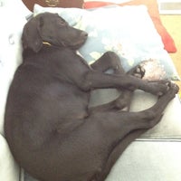 vca smoketown animal hospital bridgeport