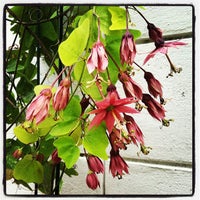 Photo taken at Passiflora Garden by a W. on 3/27/2012