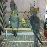 Photo taken at Birds Pet Shop by Luiz L. on 1/26/2012