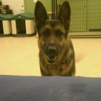 good mojo dog center good mojo dog center