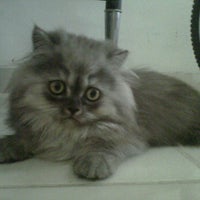 Rumah Kucing Petshop Kitten S Park Pet Store In Dki Jakarta