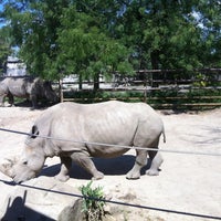 Photo taken at White Rhino Exhibit by Suzie P. on 9/12/2012