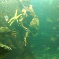 Photo taken at Pacific Undersea Gardens by Sharyn S. on 12/18/2011