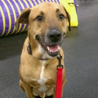 Photo taken at Best Friends Pet Care by Emily S. on 4/15/2011