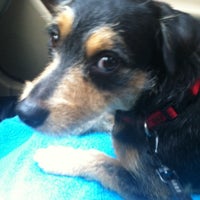 Barking Hound Village Lofts Poncey Highland 5 Tips [ 200 x 200 Pixel ]